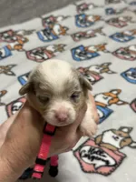 Pink collar , a male Pembroke Welsh Corgi for sale in LaFollette, TN – Photo 1 of 2