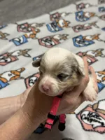 Pink collar , a male Pembroke Welsh Corgi for sale in LaFollette, TN – Photo 2 of 2