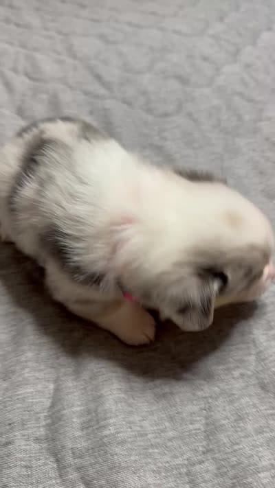 Hot pink , a female Pembroke Welsh Corgi for sale in LaFollette, TN – 3 of 3
