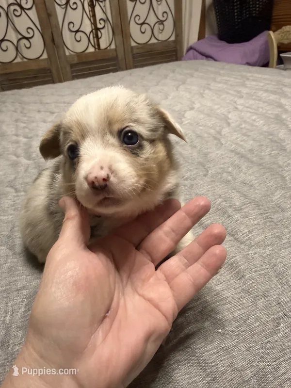 Pink collar  – Pembroke Welsh Corgi puppy on hold in LaFollette, TN