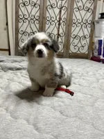 Red collar , a female Pembroke Welsh Corgi for sale in LaFollette, TN – 3 of 4