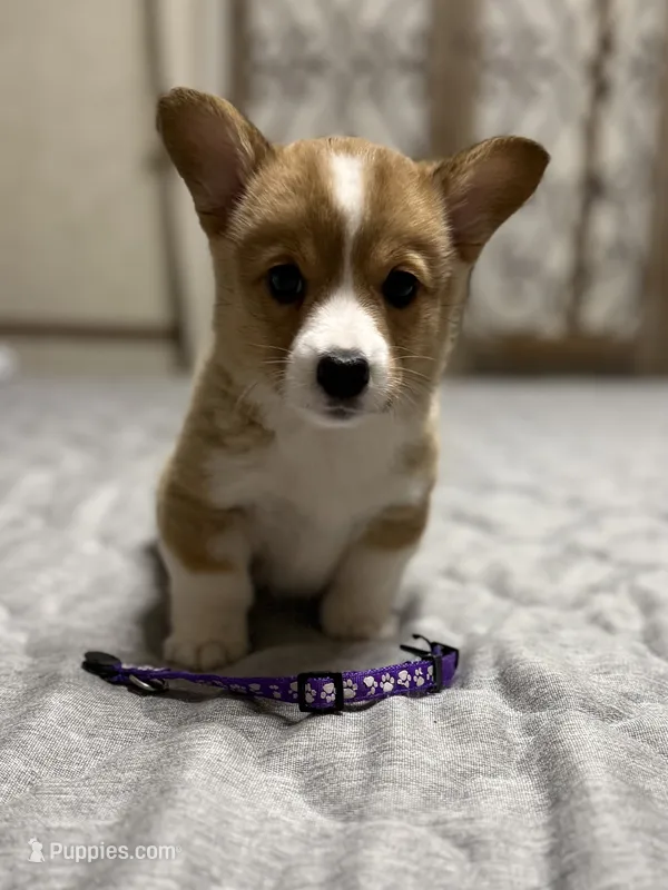 Sandy – Pembroke Welsh Corgi puppy for sale in LaFollette, TN