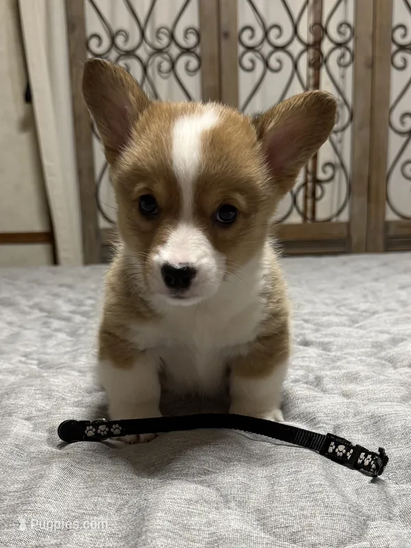 Bob  – Pembroke Welsh Corgi puppy for sale in LaFollette, TN