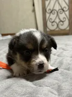 Orange collar , a male Pembroke Welsh Corgi for sale in LaFollette, TN – 8 of 9