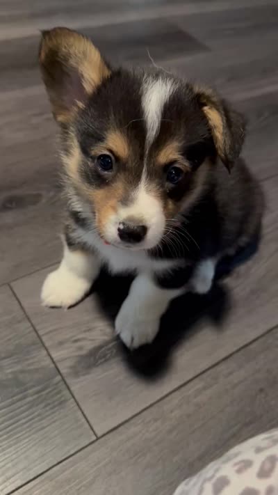 Orange collar , a male Pembroke Welsh Corgi for sale in LaFollette, TN – 9 of 9