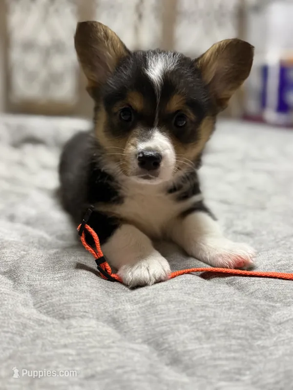 Orange collar  – Pembroke Welsh Corgi puppy for sale in LaFollette, TN