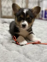 Orange collar , a male Pembroke Welsh Corgi for sale in LaFollette, TN – 1 of 9