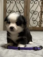 Purple collar , a female Pembroke Welsh Corgi for sale in LaFollette, TN – 4 of 8