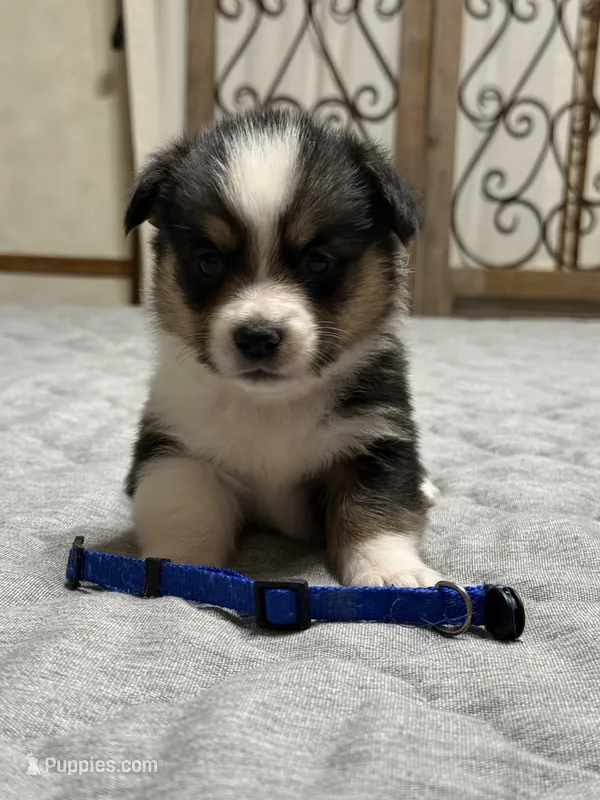 Blue collar  – Pembroke Welsh Corgi puppy for sale in LaFollette, TN