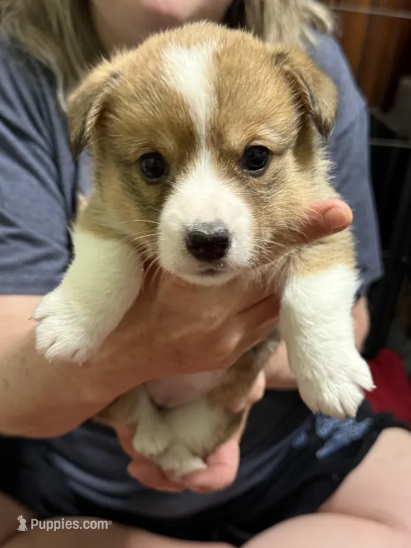 Bob  – Pembroke Welsh Corgi puppy for sale in LaFollette, TN