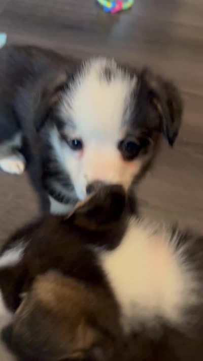 Purple collar , a female Pembroke Welsh Corgi for sale in LaFollette, TN – 8 of 8
