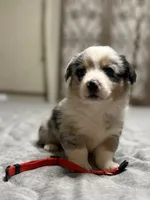 Red collar , a female Pembroke Welsh Corgi for sale in LaFollette, TN – 2 of 8