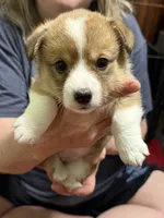 Sandy, a female Pembroke Welsh Corgi for sale in LaFollette, TN – 3 of 5