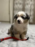 Red collar , a female Pembroke Welsh Corgi for sale in LaFollette, TN – 4 of 8