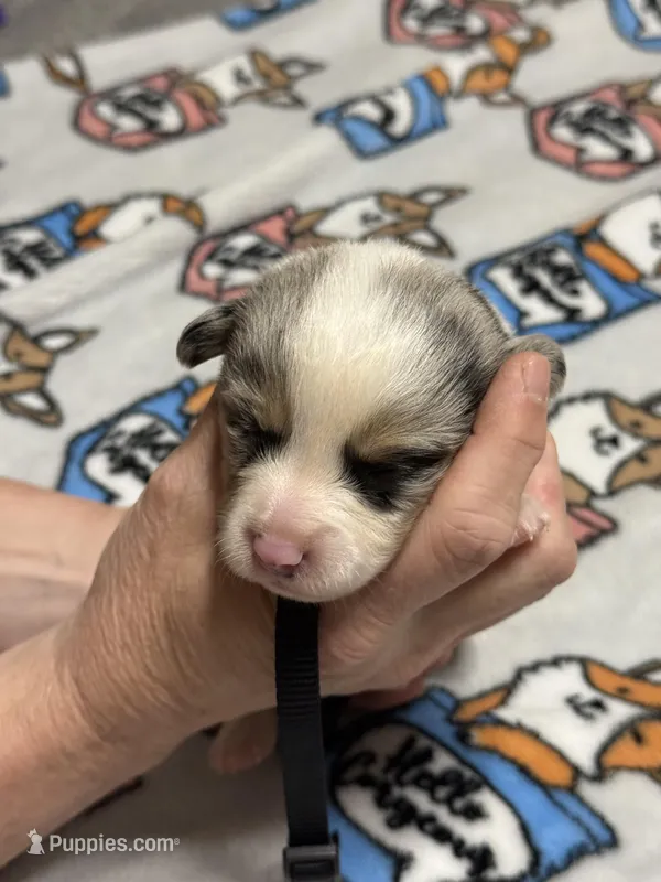 Black collar  – Pembroke Welsh Corgi puppy for sale in LaFollette, TN