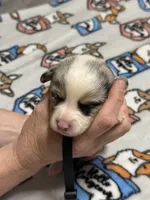 Black collar , a male Pembroke Welsh Corgi for sale in LaFollette, TN – Photo 1 of 3