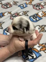 Black collar , a male Pembroke Welsh Corgi for sale in LaFollette, TN – Photo 3 of 3