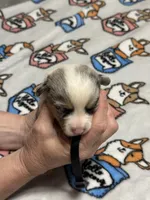 Black collar , a male Pembroke Welsh Corgi for sale in LaFollette, TN – Photo 2 of 3