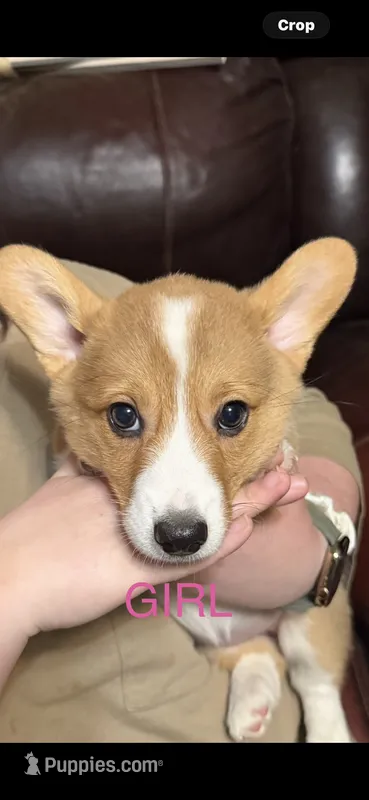 Sandy – Pembroke Welsh Corgi puppy for sale in LaFollette, TN