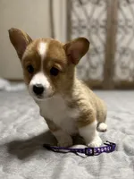 Sandy, a female Pembroke Welsh Corgi for sale in LaFollette, TN – 2 of 5