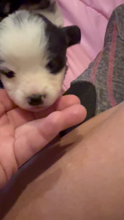 Purple collar , a female Pembroke Welsh Corgi for sale in LaFollette, TN – 7 of 8