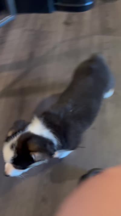 Olive , a female Pembroke Welsh Corgi for sale in LaFollette, TN – 10 of 10