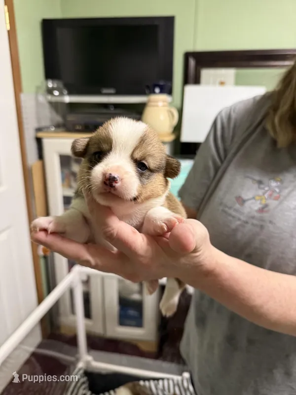 Larry  – Pembroke Welsh Corgi puppy for sale in LaFollette, TN