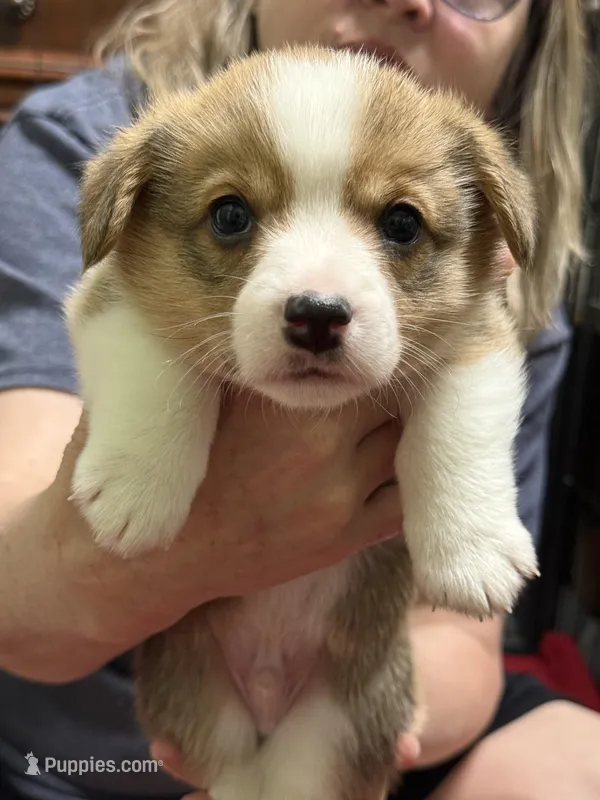 Larry  – Pembroke Welsh Corgi puppy for sale in LaFollette, TN