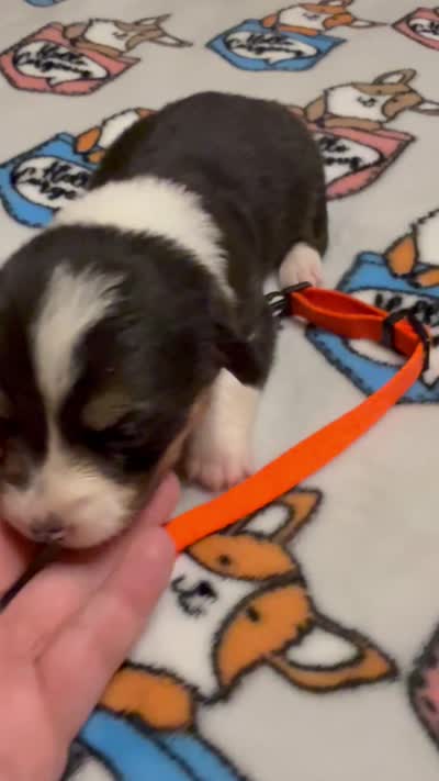 Orange collar , a male Pembroke Welsh Corgi for sale in LaFollette, TN – 7 of 9