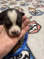 Blue collar , a male Pembroke Welsh Corgi for sale in LaFollette, TN – Photo 2 of 2