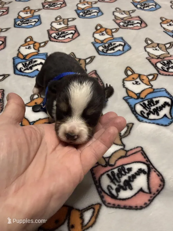 Blue collar  – Pembroke Welsh Corgi puppy for sale in LaFollette, TN