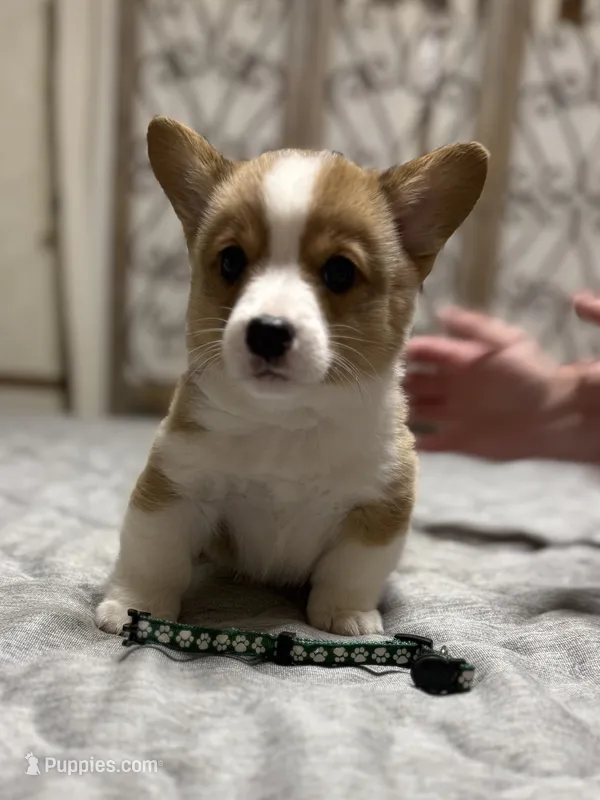 Larry  – Pembroke Welsh Corgi puppy for sale in LaFollette, TN