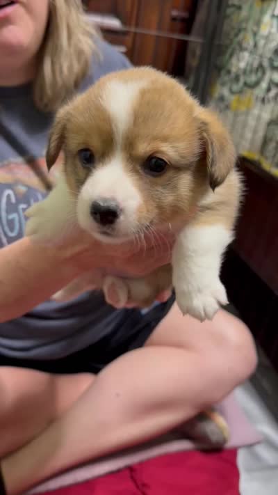Sandy, a female Pembroke Welsh Corgi for sale in LaFollette, TN – 4 of 5