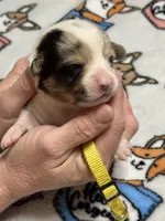 Yellow collar , a female Pembroke Welsh Corgi for sale in LaFollette, TN – Photo 2 of 2