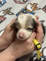 Yellow collar , a female Pembroke Welsh Corgi for sale in LaFollette, TN – Photo 1 of 2
