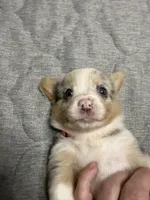 Hot pink , a female Pembroke Welsh Corgi for sale in LaFollette, TN – 2 of 3