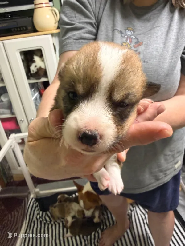 Sandy – Pembroke Welsh Corgi puppy for sale in LaFollette, TN
