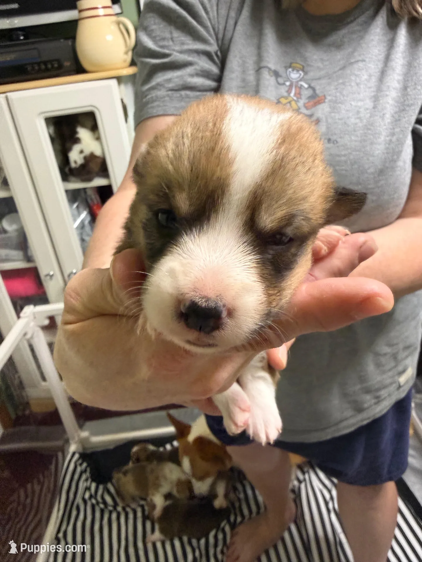 Sandy, a female Pembroke Welsh Corgi for sale in LaFollette, TN – 5 of 5