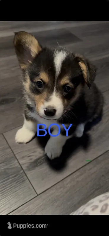 Orange collar  – Pembroke Welsh Corgi puppy for sale in LaFollette, TN
