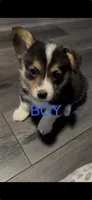 Orange collar , a male Pembroke Welsh Corgi for sale in LaFollette, TN – 2 of 9