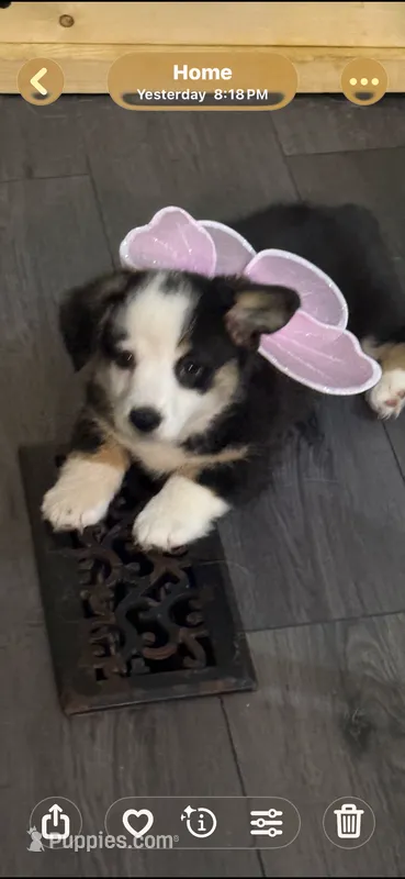 Olive  – Pembroke Welsh Corgi puppy for sale in LaFollette, TN