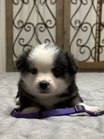 Purple collar , a female Pembroke Welsh Corgi for sale in LaFollette, TN – 3 of 8