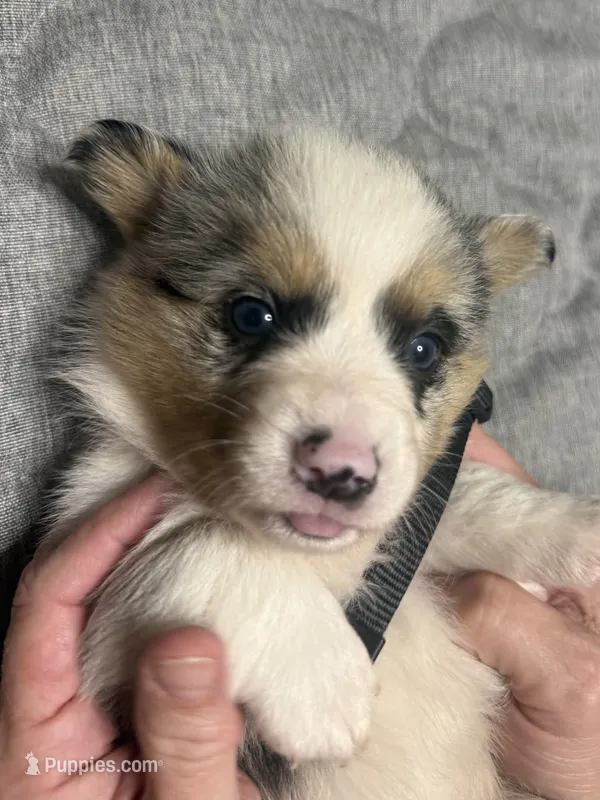 Black collar  – Pembroke Welsh Corgi puppy for sale in LaFollette, TN