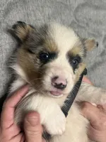 Black collar , a male Pembroke Welsh Corgi for sale in LaFollette, TN – 1 of 7