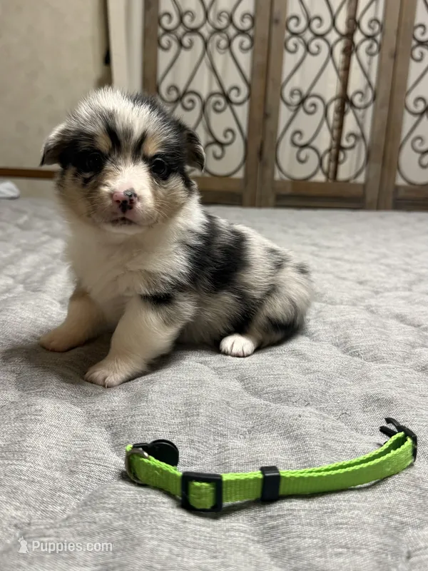 Lime green collar  – Pembroke Welsh Corgi puppy on hold in LaFollette, TN
