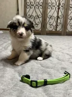 Lime green collar , a female Pembroke Welsh Corgi for sale in LaFollette, TN – 1 of 4