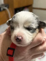 Red collar , a female Pembroke Welsh Corgi for sale in LaFollette, TN – Photo 2 of 4