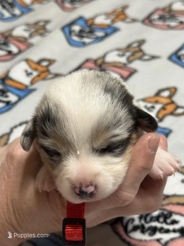 Red collar  – Pembroke Welsh Corgi puppy for sale in LaFollette, TN