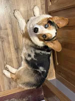 Red collar , a female Pembroke Welsh Corgi for sale in LaFollette, TN – Photo 4 of 4