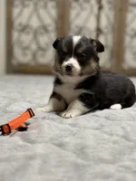 Orange collar , a male Pembroke Welsh Corgi for sale in LaFollette, TN – 5 of 9